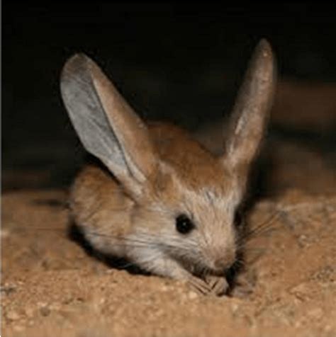 They emit calls outside this range to avoid. Long Eared Jerboa l Charming Rodent - Our Breathing Planet