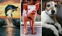 What Happened To These Famous Movie Animals?