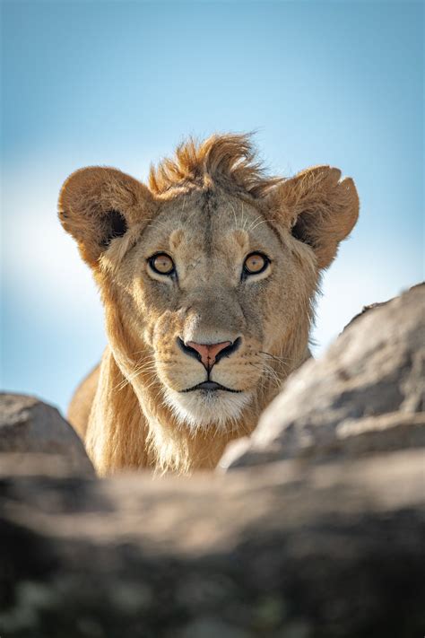 Young Male Lion Watches Camera Over Rocks — Nick Dale Photography