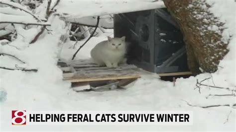Helping Feral Outdoor Cats During The Winter Youtube