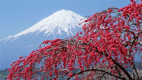 Free Download In Japan Japan Sakura Mountains Wallpaper