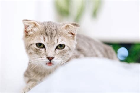 Cute Cat · Pexels