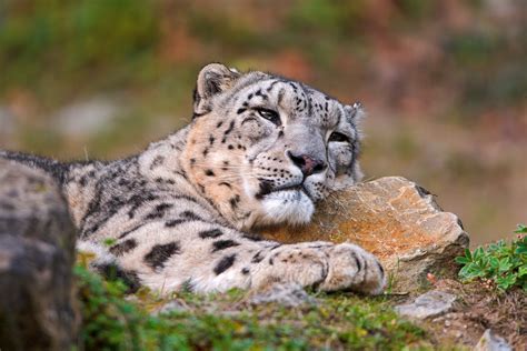 Snow Leopards Hd Wallpapers Desktop And Mobile Images And Photos