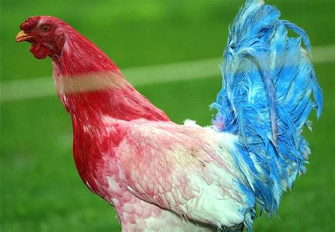 Why The Gallic Rooster Is The Symbol Of The France National Team