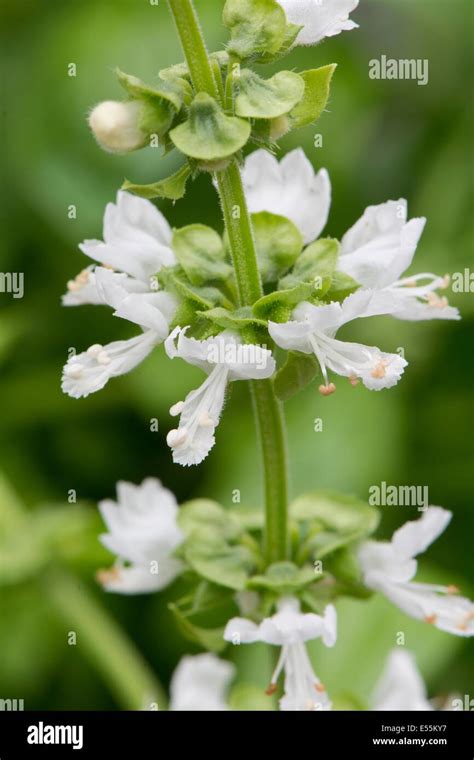 Sweet Basil Ocimum Basilicum Showing Close Up Of Flowers England