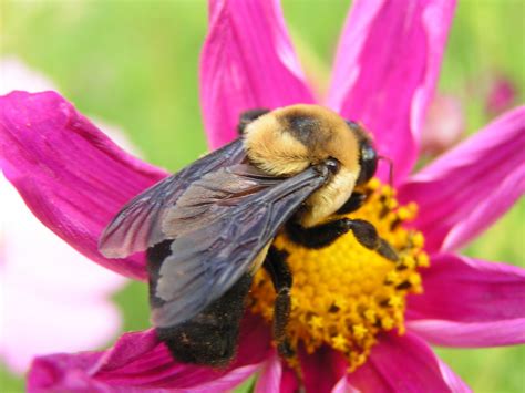 Rambling Anne Queen Bumblebee