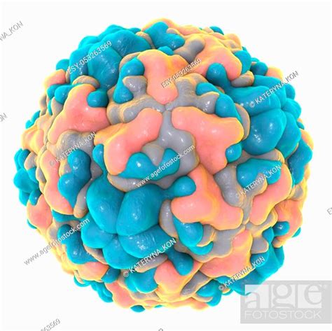 Rhinovirus Isolated On White Background A Virus Causes Common Cold And