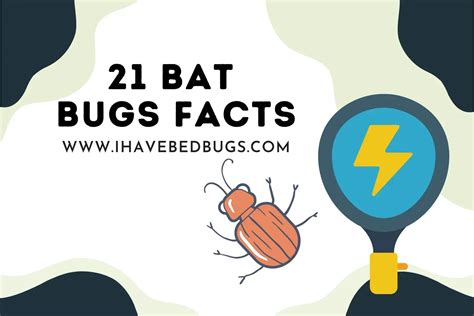 Bat Bugs Facts Signs Bites Symptoms Treatment