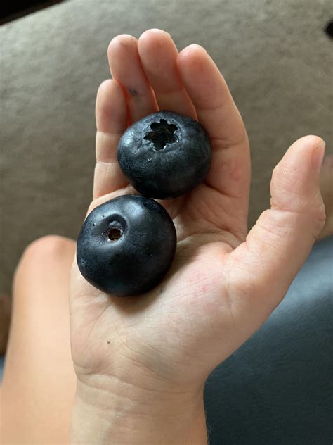 These Huge Blueberries I Found Mildly Interesting