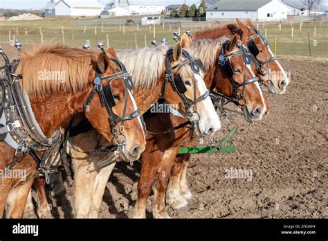Belgian Draft Horses Pulling Plow Hi Res Stock Photography And Images