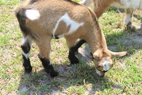 Nigerian Dwarf Goats For Sale Three Little Goats