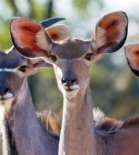 Female Kudu Photograph By Steve Allenscience Photo Library Pixels