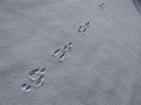 Rabbit Tracks In Snow Rabbit Tracks In The Snow A Tiny Cottage In