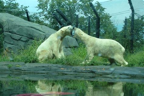 Como Park Zoo And Conservatory Visit Saint Paul
