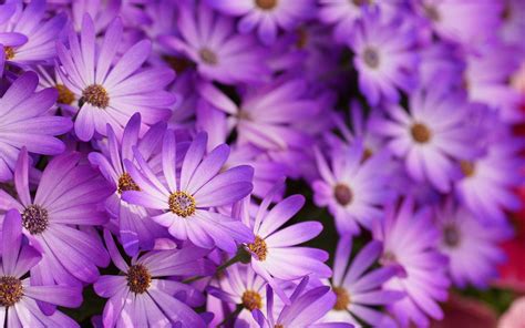Floral wallpaper spring wallpaper nature rose sunflower be inspired by the beauty of nature with this gorgeous collection of flower wallpapers and images. Purple Flowers Wallpapers - Wallpaper Cave