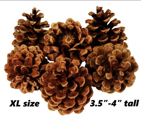 Lot Of 50 Oregon Ponderosa Pine Cones Organic Natural XL Etsy