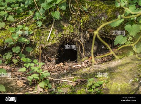 A Rabbit Hole In The Woods Stock Photo 69664089 Alamy