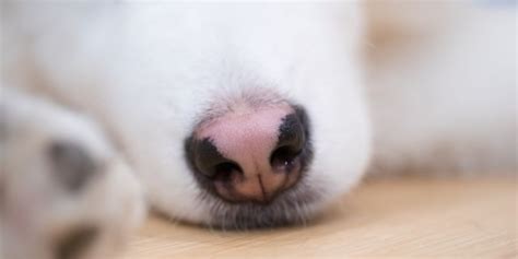 Why Do Puppies Have Pink Noses