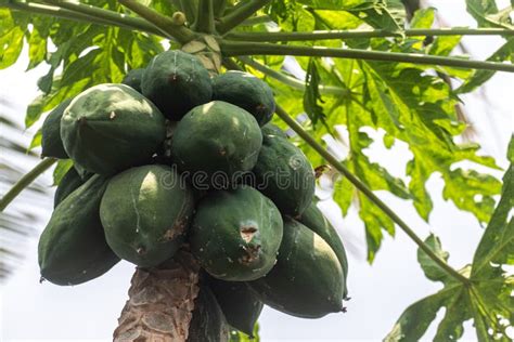 Organic Papaya Tree With A Large Bunch Of Papayas And Green Leaves With