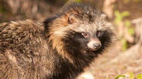 Dangerous Raccoon Dogs Terrorizing English Village After Escaping From