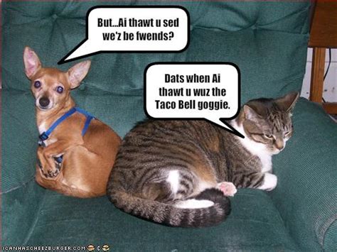 Funny Image Gallery Funny Dog Photos With Humorous Captions