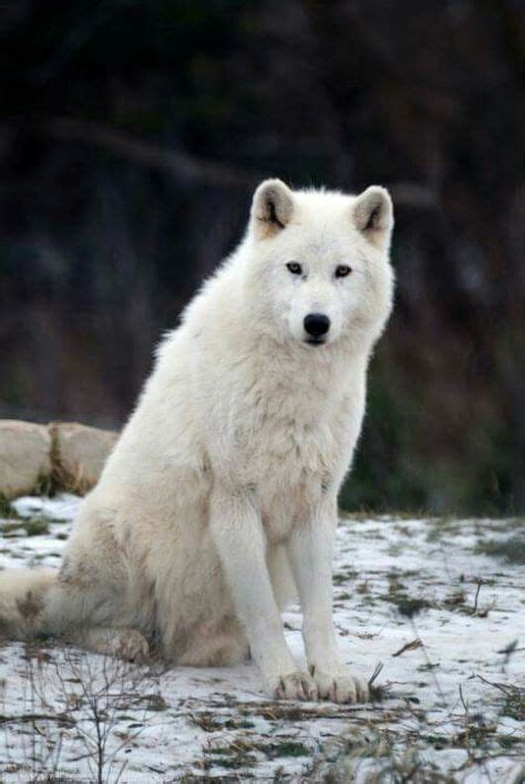 Wolves Animais Pinterest Wolf Animal And Creatures