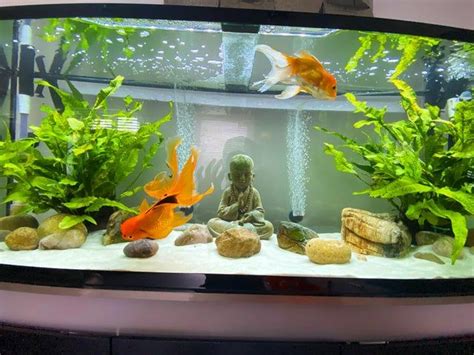 My Fancy Goldfish Tank Goldfish Fish Tank Design Fresh Water Fish