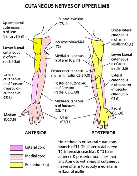 Nervous System Upper Limbs Poster Anterior Atelier Yuwaciaojp