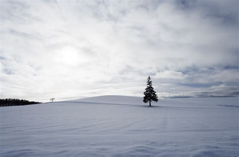 Yun Free Stock Photos No 3258 A Snowy Field Of A Christmas Tree