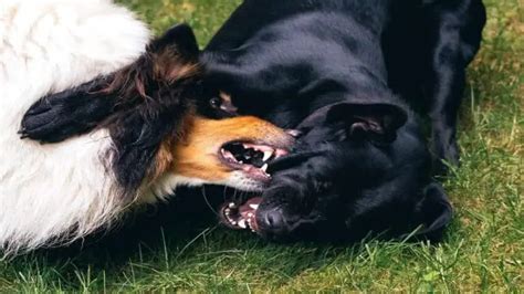 How To Handle Aggression In Dogs 4 Types