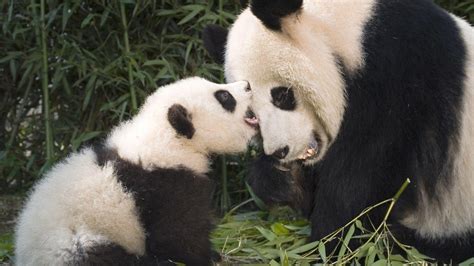 Baby Panda Hd Wallpapers Wallpaper Cave