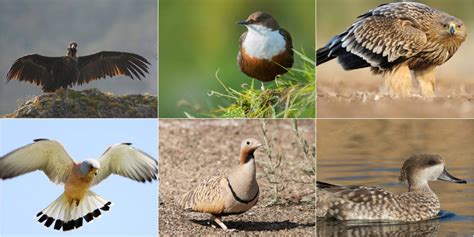 Cyprus Lost Six Bird Species Since 1950 Birdlife In