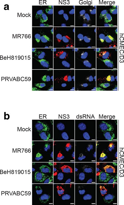 Localization Of Ns And Dsrna In Zikv Infected Hcmec D Cells Hcmec D