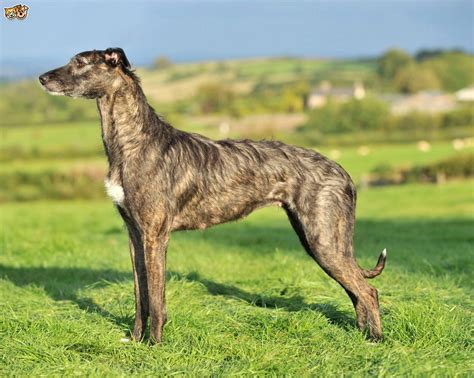 Lurchers For Sale In Uk 87 Used Lurchers