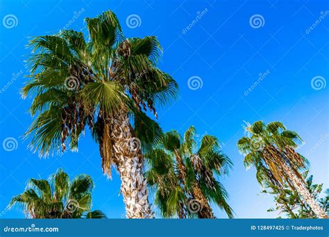 Nature Of One Of The Subtropical Countries Stock Image Image Of