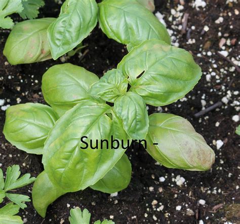 Basil Sunburn Hardening Off Seedlings Seedlings Organic Gardening