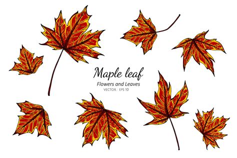 Hand Drawn Maple Leaf Collection 1228544 Vector Art At Vecteezy