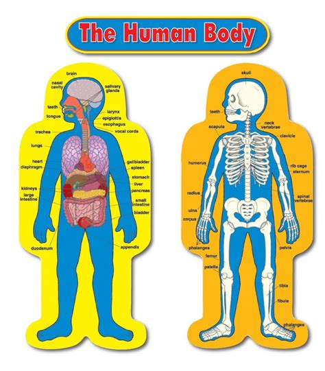 This Fascinating Anatomy Themed Bulletin Board Set Includes 2 Figures