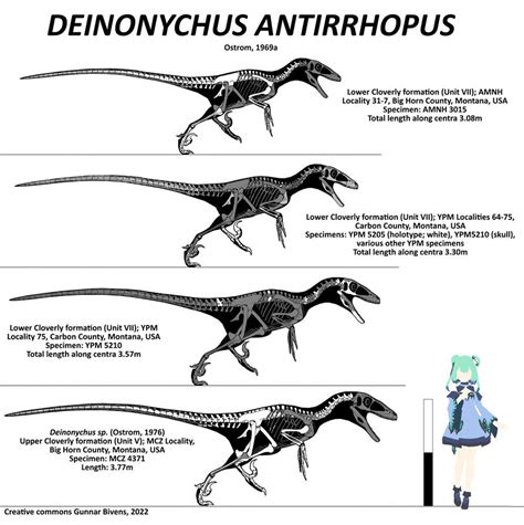 Deinonychus Antirrhopus Skeletal By Gunnarbivens On Deviantart