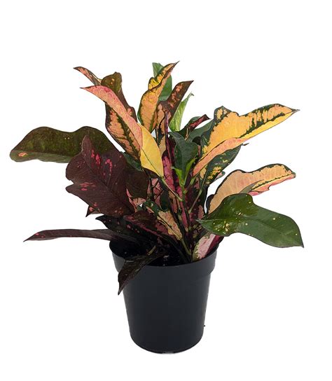 Wilma Oak Leaf Croton 6 Pot Colorful House Plant Easy To Grow
