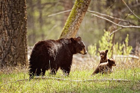 1700 Bear Protecting Cubs Stock Photos Pictures And Royalty Free