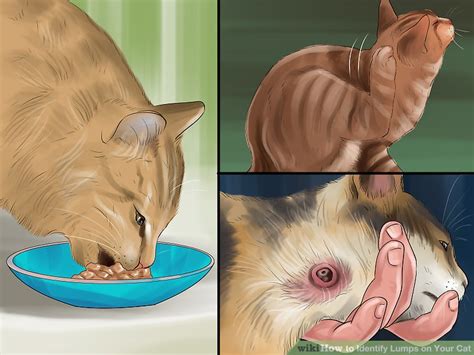 3 Ways To Identify Lumps On Your Cat Wikihow