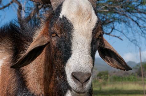 Fileadult Goat Face Wikimedia Commons