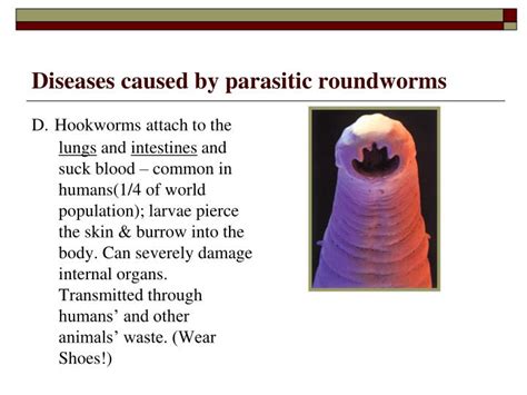 Ppt Three Phyla Of Worms Powerpoint Presentation Id5489385