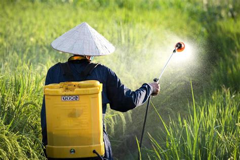 Old Farmers Spray Fertilizer Or Chemical Pesticides In The Rice Fields