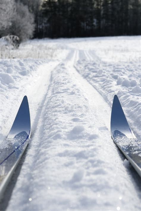 Ski Track Stock Image Image Of Sport Forest White Cold 8411725