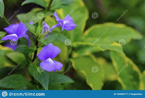 I fiori viola sono mistici ed esprimono l'individualità. Bouquet Blue Hawaii Fiore Violetto Fresco Con Foglie Verdi ...