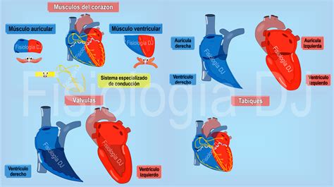 Fisiología Dj Anatomía Básica Del Corazón