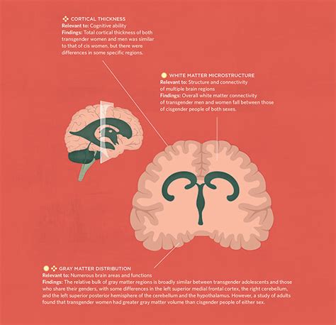 Infographic Searching For The Neural Basis Of Gender The Scientist