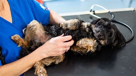 We are open 24 hours, we provide emergency care for your pets. Get in Touch with Northside Emergency Clinic | Out-of ...